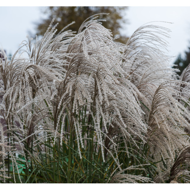 Miskantas kininis (Miscanthus sinensis) 'Huron Star'