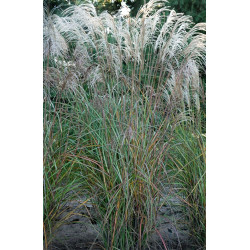 Miskantas kininis (Miscanthus sinensis) 'Huron Star'