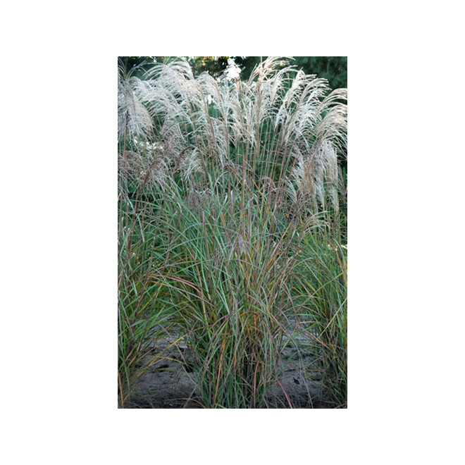 Miskantas kininis (Miscanthus sinensis) 'Huron Star'