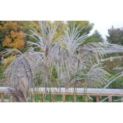 Miskantas kininis (Miscanthus sinensis) 'Huron Star'