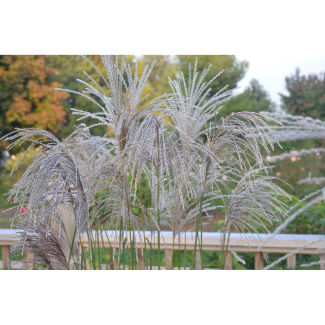 Miskantas kininis (Miscanthus sinensis) 'Huron Star'