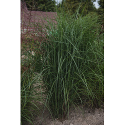 Miskantas kininis (Miscanthus sinensis) 'Huron Star'