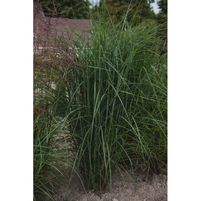 Miskantas kininis (Miscanthus sinensis) 'Huron Star'