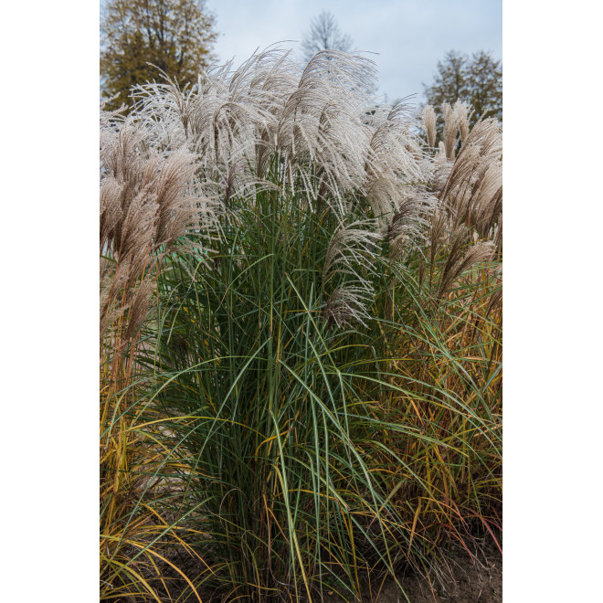 Miskantas kininis (Miscanthus sinensis) 'Huron Star'