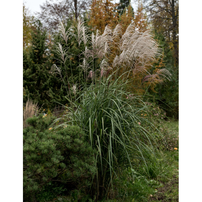 Miskantas kininis (Miscanthus sinensis) 'Huron Star'