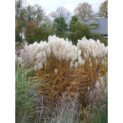 Miskantas kininis (Miscanthus sinensis) 'Balerina'