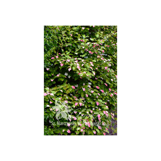 Aktinidija margalapė (Actinidia kolomikta) 'Sentyabrskaya' kryžmadulkė skanios kivi uogos