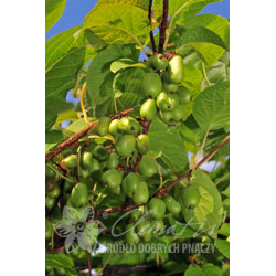 Aktinidija margalapė (Actinidia kolomikta) 'Sentyabrskaya' kryžmadulkė skanios kivi uogos