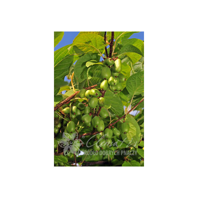 Aktinidija margalapė (Actinidia kolomikta) 'Sentyabrskaya' kryžmadulkė skanios kivi uogos
