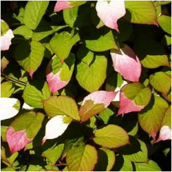 Aktinidija margalapė (Actinidia kolomikta) 'Sentyabrskaya' kryžmadulkė skanios kivi uogos