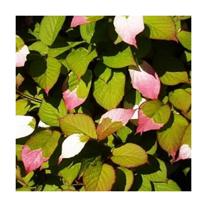 Aktinidija margalapė (Actinidia kolomikta) 'Sentyabrskaya' kryžmadulkė skanios kivi uogos