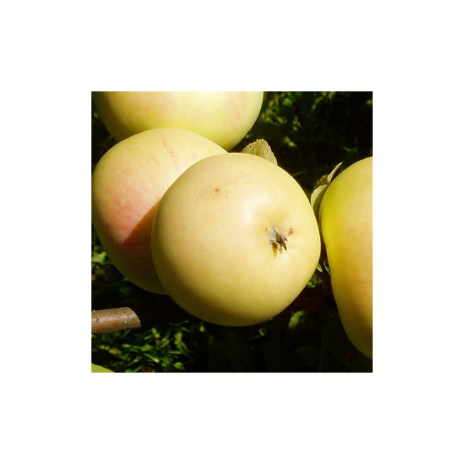 Obelis (Malus) 'Beržininkų ananasinis'