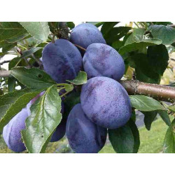 Slyva (Prunus) 'Stanley' pailgi violetiniai  sultingi vaisiai