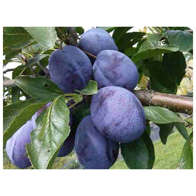 Slyva (Prunus) 'Stanley' pailgi violetiniai  sultingi vaisiai