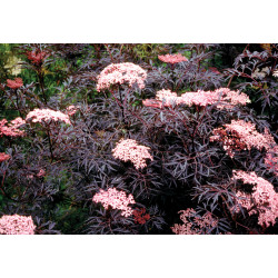 Šeivamedis juodauogis (Sambucus nigra) "Black Lace"