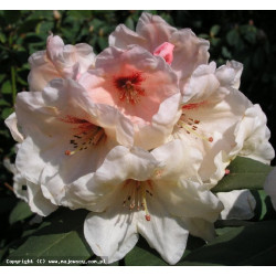 Rododendras (Rhododendron) 'Hania' nemeta lapų visžalis lapuotis tinka pavėsiui