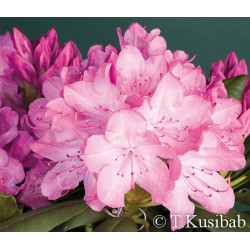 Rododendras (Rhododendron) 'Roseum Elegans'