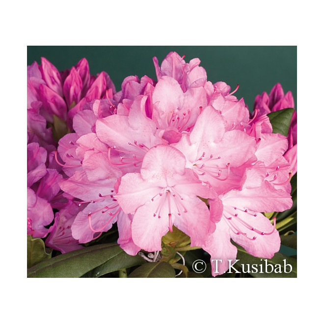 Rododendras (Rhododendron) 'Roseum Elegans'