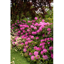 Rododendras (Rhododendron) 'Roseum Elegans'