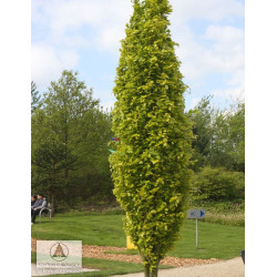 Bukas paprastasis (Fagus sylvatica) 'Dawyck Gold'