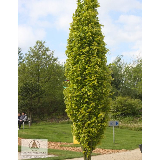Bukas paprastasis (Fagus sylvatica) 'Dawyck Gold'