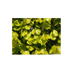 Bukas paprastasis (Fagus sylvatica) 'Dawyck Gold'