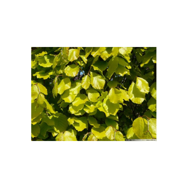 Bukas paprastasis (Fagus sylvatica) 'Dawyck Gold'