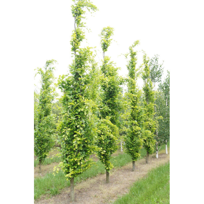 Bukas paprastasis (Fagus sylvatica) 'Dawyck Gold'