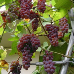 Vynmedis (Vitis) 'Canadice'