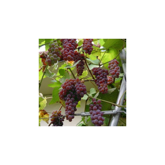 Vynmedis (Vitis) 'Canadice'