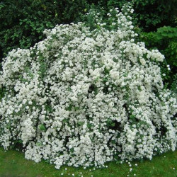 Egzochorda (Exochorda) 'The Bride'