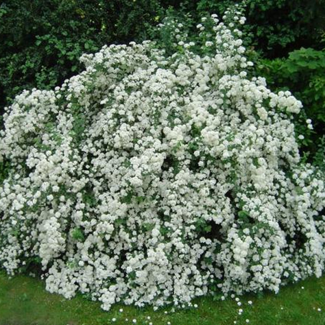 Egzochorda (Exochorda) 'The Bride'