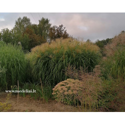 Miskantas kininis  (Miscanthus sinensis) 'Blondo'