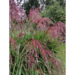 Miskantas kininis  (Miscanthus sinensis) 'Noah' raudoni garbanoti žiedynai