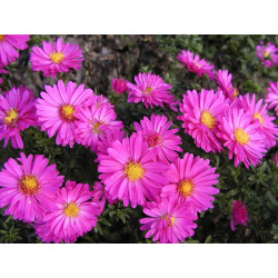 Astras krūminis  (Aster dumosus) 'Ronald'