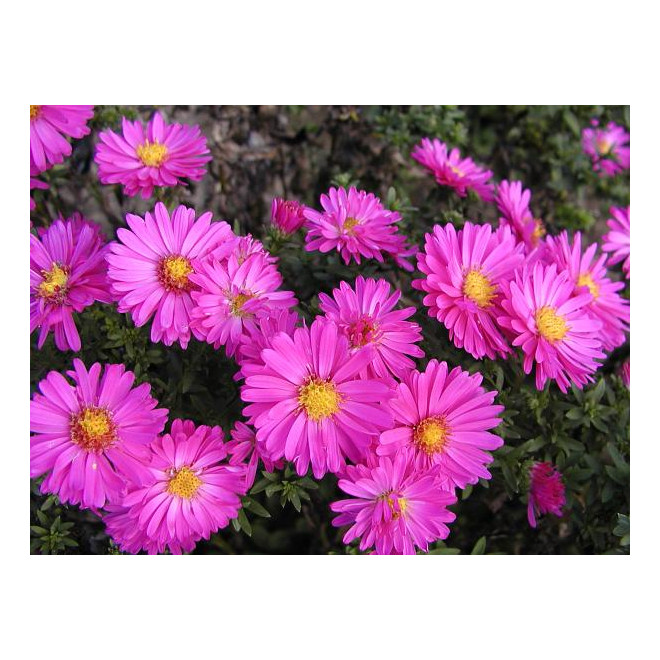 Astras krūminis  (Aster dumosus) 'Ronald'
