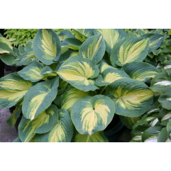 Melsvė (Hosta) 'Great Expectation'