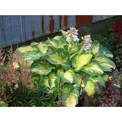 Melsvė (Hosta) 'Great Expectation'