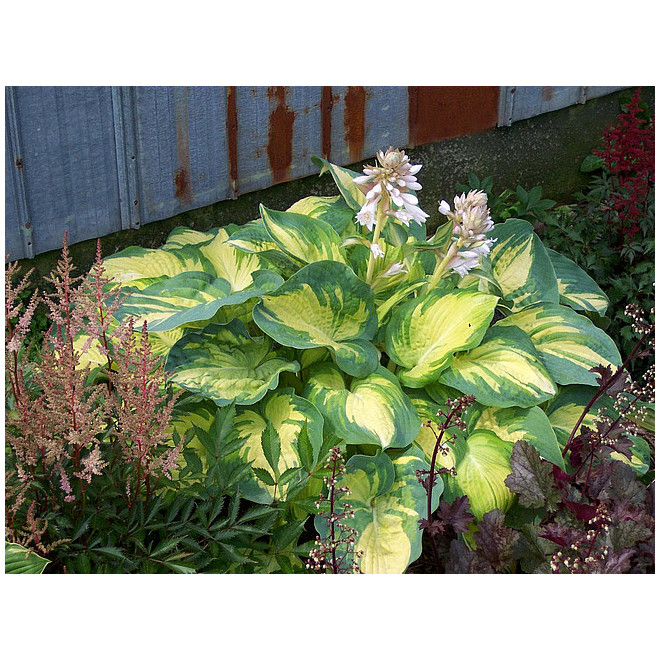 Melsvė (Hosta) 'Great Expectation'