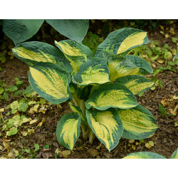 Melsvė (Hosta) 'Great Expectation'