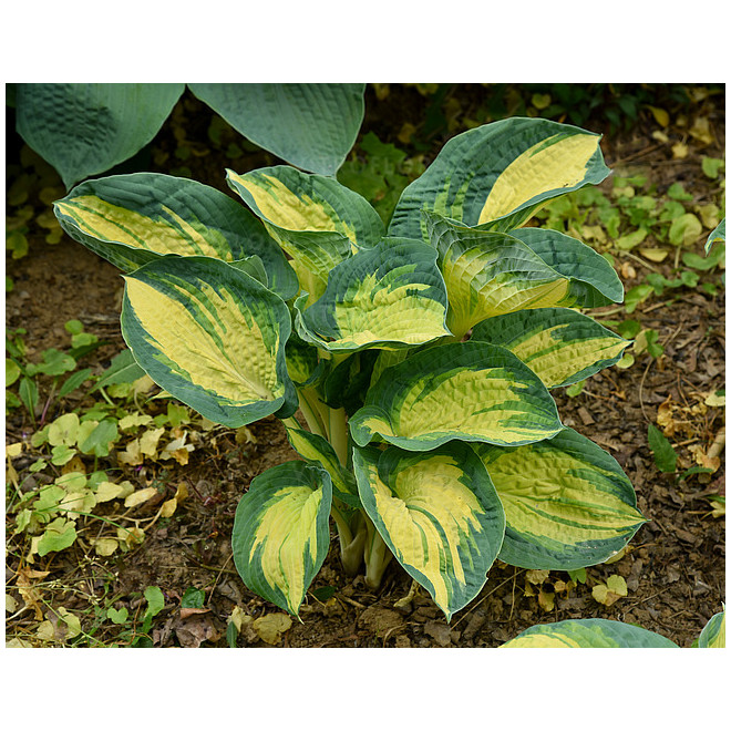 Melsvė (Hosta) 'Great Expectation'