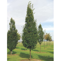 Skroblas paprastasis (Carpinus betulus) 'Frans Fontaine'