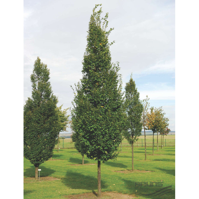 Skroblas paprastasis (Carpinus betulus) 'Frans Fontaine'
