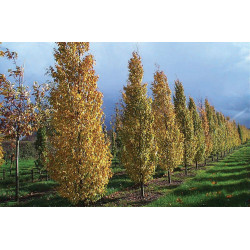 Skroblas paprastasis (Carpinus betulus) 'Frans Fontaine'