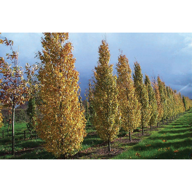 Skroblas paprastasis (Carpinus betulus) 'Frans Fontaine'