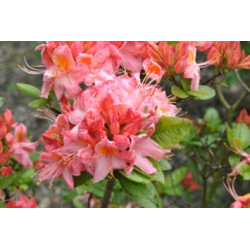 Azalija (Rhododendron) 'Pink Delight' rūgšti durpė žydi rožinė spalva