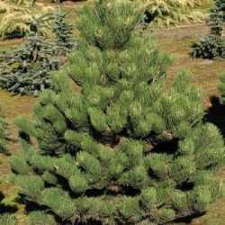 Pušis juodoji (Pinus nigra) 'Oregon Green' žemaūgė krūminė pušis