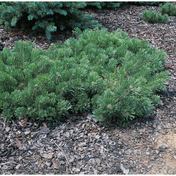 Pušis kalninė (Pinus mugo) 'Krauskopf'
