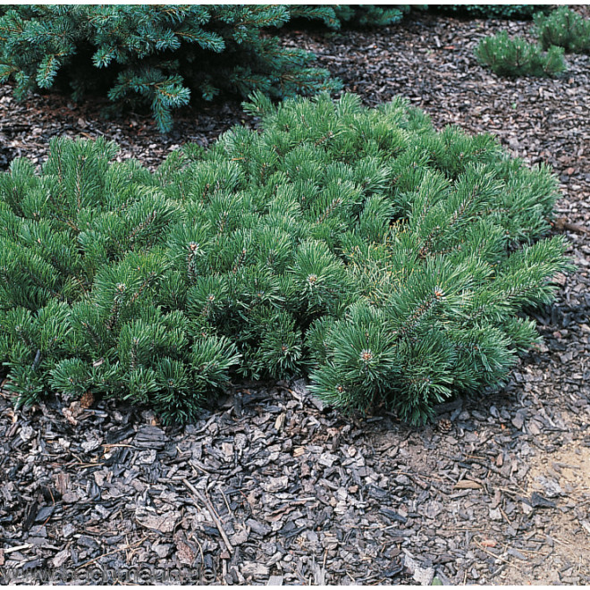 Pušis kalninė (Pinus mugo) 'Krauskopf'