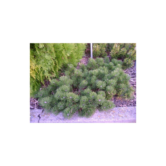 Pušis kalninė (Pinus mugo) 'Krauskopf'